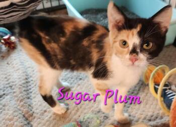 Sugar Plum 1996 -  Domestic Short Hair Cat for Adoption in Dallas, Texas - Sugar Plum 1996 | PetCurious