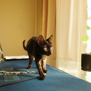 Ophelia -  Domestic Short Hair Cat for Adoption in Tustin, California - Ophelia | PetCurious