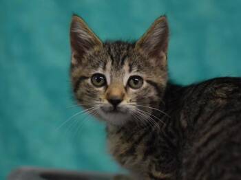 Minnow -  Domestic Short Hair Cat for Adoption in Portland, Oregon - Minnow | PetCurious