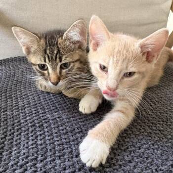Milo -  Domestic Short Hair Cat for Adoption in Clavet, Saskatchewan - Milo | PetCurious