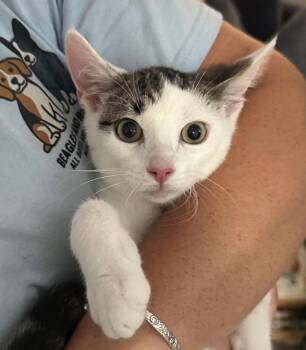 Magic Marker -  Domestic Short Hair Cat for Adoption in Richmond, Virginia - Magic Marker | PetCurious