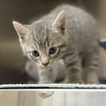 Domestic Short Hair Cats Available for Adoption in Jacksboro, Tennessee - Niles | PetCurious