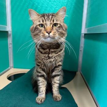 Bandit -  Domestic Medium Hair Cat for Adoption in Fall River, Massachusetts - Bandit | PetCurious