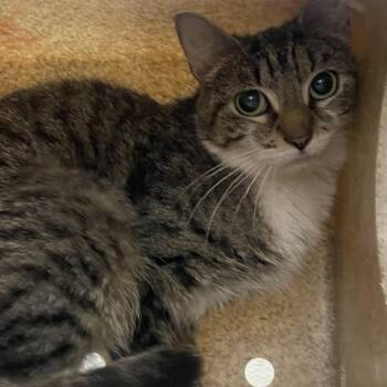 Tang -  Domestic Short Hair Cat for Adoption in Philadelphia, Pennsylvania - Tang | PetCurious