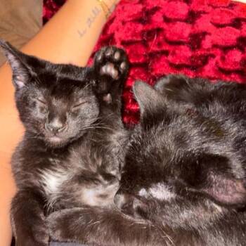 Mr. Bashful -  Domestic Short Hair Cat for Adoption in West Olive, Michigan - Mr. Bashful | PetCurious