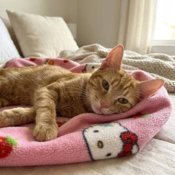 Lulu -  Domestic Short Hair Cat for Adoption in Fort Lauderdale, Florida - Lulu | PetCurious