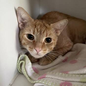 Colby -  Domestic Short Hair Cat Available for Adoption in Sarasota, Florida - Colby | PetCurious
