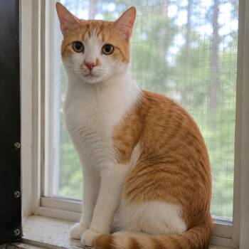 Domestic Short Hair Cats Available for Adoption in Eureka Springs, Arkansas - Jekyll | PetCurious