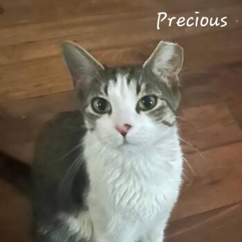 Precious -  Domestic Short Hair Cat for Adoption in Waldorf, Maryland - Precious | PetCurious
