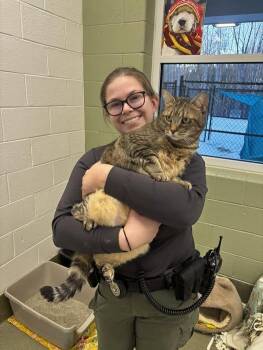 Domestic Short Hair Cats Available for Adoption - Marti | PetCurious