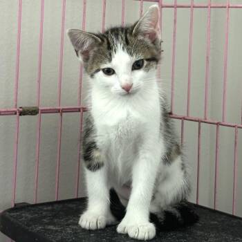 Annie -  Domestic Medium Hair and Extra Toes Cat Hemingway Polydactyl Cat for Adoption in Traverse City, Michigan - Annie | PetCurious