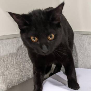 Domestic Short Hair Cats Available for Adoption - Candy | PetCurious