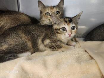 ASTORIA* -  Domestic Short Hair Cat Available for Adoption in Santa Cruz, California - ASTORIA* | PetCurious