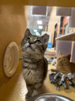 Matcha -  Domestic Short Hair Cat for Adoption in Cleveland, Ohio - Matcha | PetCurious