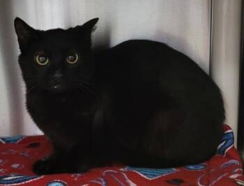 Domestic Short Hair Cats Available for Adoption in Vancouver, Washington - Hydrangea - Barn Cat | PetCurious