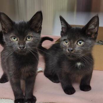 Boingo -  Domestic Short Hair Cat for Adoption in Milan, Illinois - Boingo | PetCurious