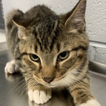 Rescue Domestic Short Hair Cats for Adoption in Norfolk, Virginia - Deran | PetCurious