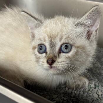 Gazelle -  Domestic Short Hair Cat for Adoption in Shinnston, West Virginia - Gazelle | PetCurious