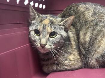 KARMA -  Domestic Short Hair Cat for Adoption in Rowlett, Texas - KARMA | PetCurious