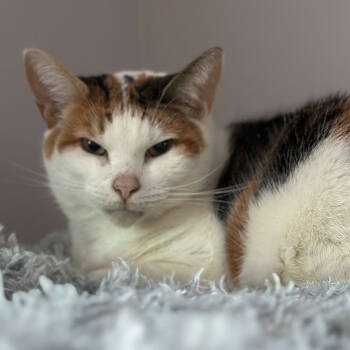 Rescue Domestic Short Hair Cats for Adoption in Port Washington, New York - Buick Audra | PetCurious