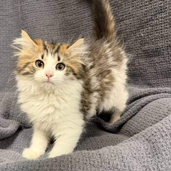 Jodi -  Domestic Long Hair Cat for Adoption in Latrobe, Pennsylvania - Jodi | PetCurious