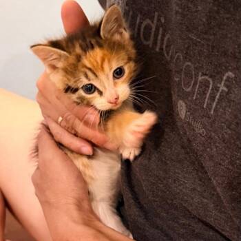 Olaplex -  Domestic Short Hair Cat for Adoption in Westminster, California - Olaplex | PetCurious