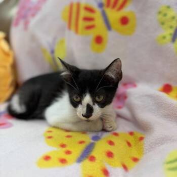Tuxedo and Domestic Short Hair Cats Available for Adoption in Friendswood, Texas - Ariel Harmison | PetCurious