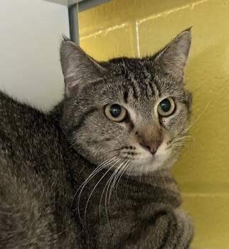 Toby -  Domestic Short Hair Cat for Adoption in Golden, Colorado - Toby | PetCurious
