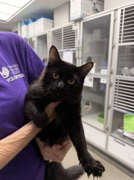 SACHIE -  Domestic Long Hair and Domestic Short Hair Cat for Adoption in Omaha, Nebraska - SACHIE | PetCurious