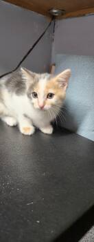 Fay -  Domestic Short Hair Cat for Adoption in Stover, Missouri - Fay | PetCurious