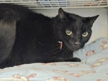 Lily -  Domestic Short Hair Cat for Adoption in Woodbury, Minnesota - Lily | PetCurious