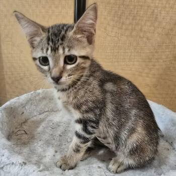 Skittles -  Domestic Short Hair Cat for Adoption in Rowlett, Texas - Skittles | PetCurious