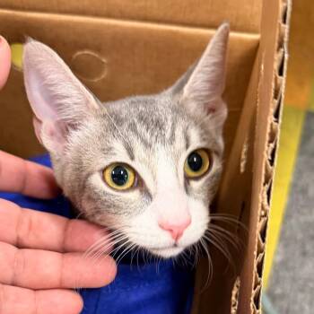 Mirah -  Domestic Short Hair Cat for Adoption in Philadelphia, Pennsylvania - Mirah | PetCurious