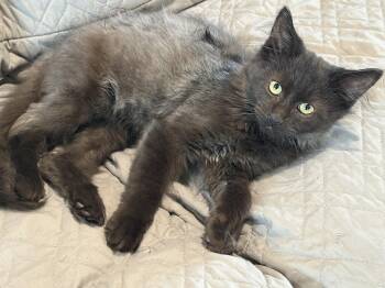Nox -  Maine Coon and Domestic Medium Hair Cat for Adoption in Brant, Michigan - Nox | PetCurious