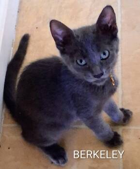 Berkeley -  Domestic Short Hair Cat for Adoption in Redondo Beach, California - Berkeley | PetCurious