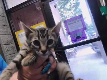RAY -  Domestic Short Hair Cat for Adoption in Tulsa, Oklahoma - RAY | PetCurious
