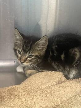 Azul -  Domestic Medium Hair and Domestic Short Hair Cat for Adoption in Roseville, California - Azul | PetCurious