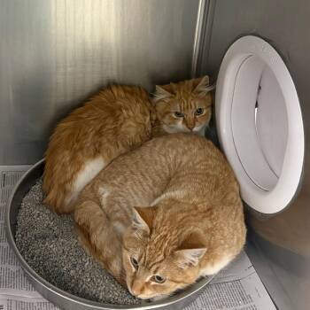 Domestic Short Hair Cats Available for Adoption - Brooks | PetCurious