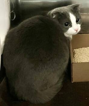 Domestic Short Hair Cats Available for Adoption - Peanut | PetCurious
