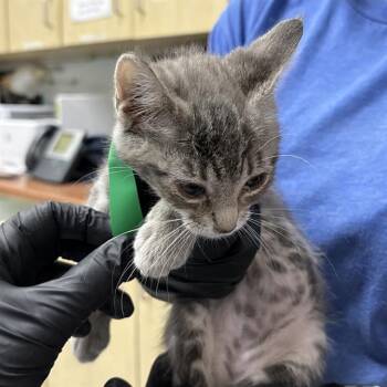 A883745 -  Domestic Short Hair Cat for Adoption in Camarillo, California - A883745 | PetCurious