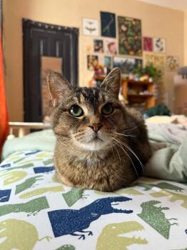 Domestic Short Hair Cats Available for Adoption in Minneapolis, Minnesota - Zelda | PetCurious