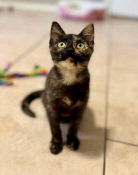 Turtle -  Domestic Short Hair Cat for Adoption in Shawnee, Oklahoma - Turtle | PetCurious