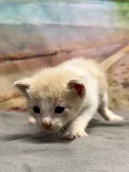 Eggs -  Domestic Short Hair Cat for Adoption in San Antonio, Texas - Eggs | PetCurious