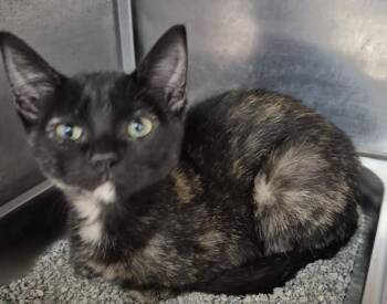 COTTON CANDY -  Domestic Short Hair Cat for Adoption in Decatur, Illinois - COTTON CANDY | PetCurious