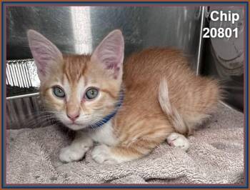 CHIP (see also DALE) -  Domestic Short Hair and Tabby Cat for Adoption in Marietta, Georgia - CHIP (see Also DALE) | PetCurious