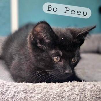 Bo Peep -  Domestic Short Hair Cat for Adoption in Ferndale, Washington - Bo Peep | PetCurious