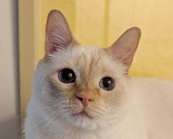Ginger -  Domestic Short Hair Cat for Adoption in Anacortes, Washington - Ginger | PetCurious