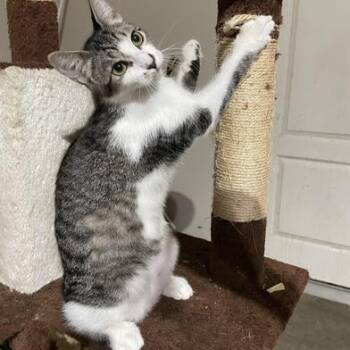 Rescue Tabby and Domestic Short Hair Cats for Adoption in Liverpool, Texas - Pumpkin | PetCurious