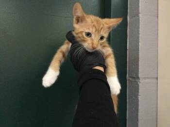 A1922986 -  Domestic Short Hair Cat for Adoption in Thousand Palms, California - A1922986 | PetCurious