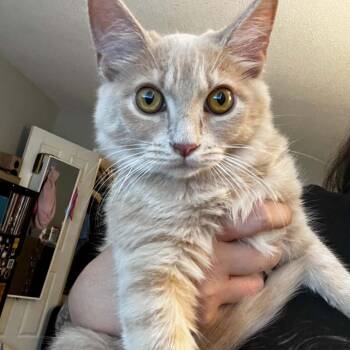 Mai Tai -  Domestic Medium Hair Cat for Adoption in Durham, North Carolina - Mai Tai | PetCurious